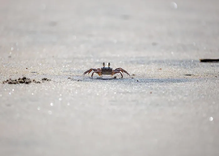 Апартаменты De Roggenbloom Дорум-Нойфельд